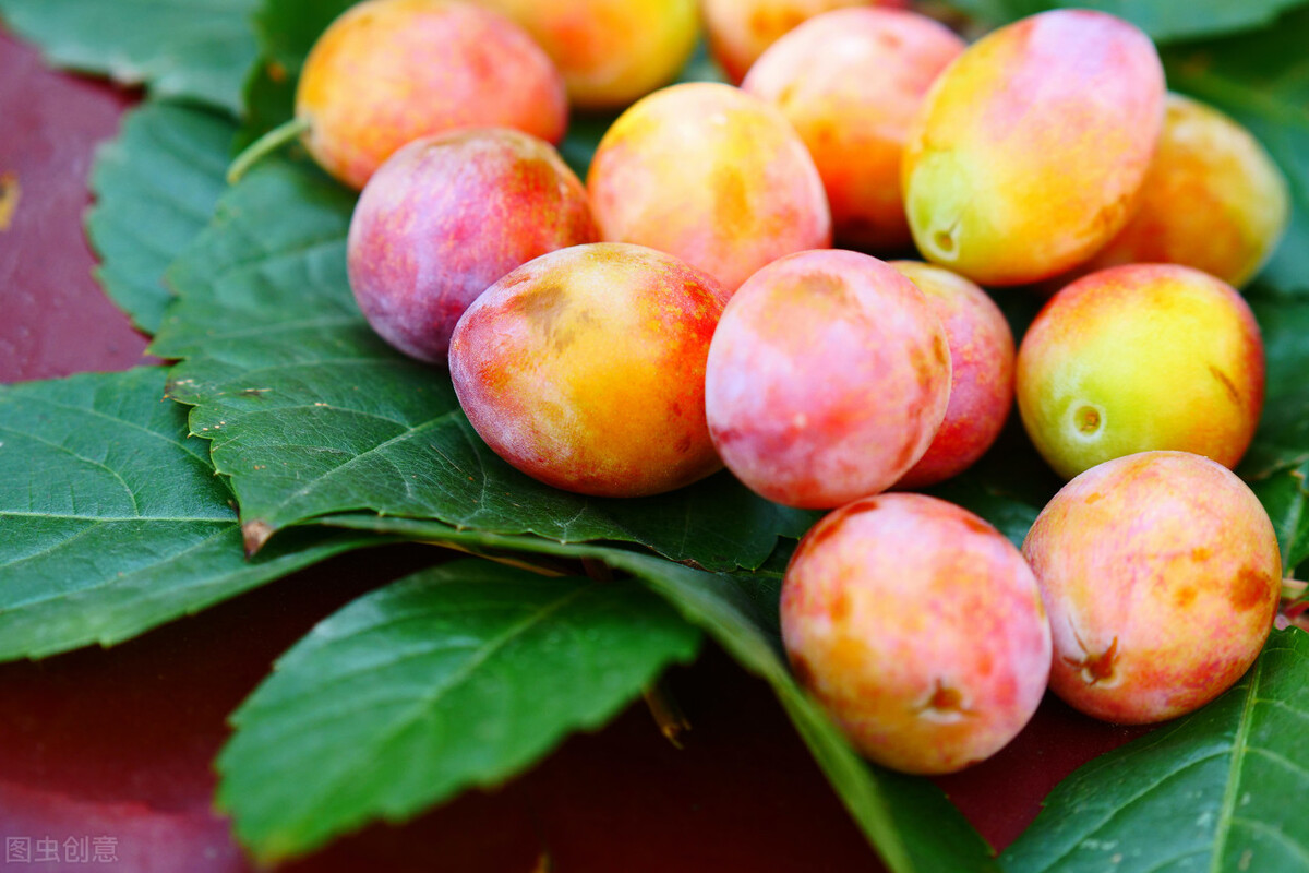 西梅跟西梅李子是一样的吗图片,西梅知识科普