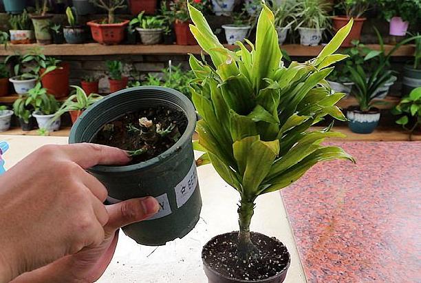 观音竹叶片发黄怎么治,观音竹水培叶尖发黄补救小妙招