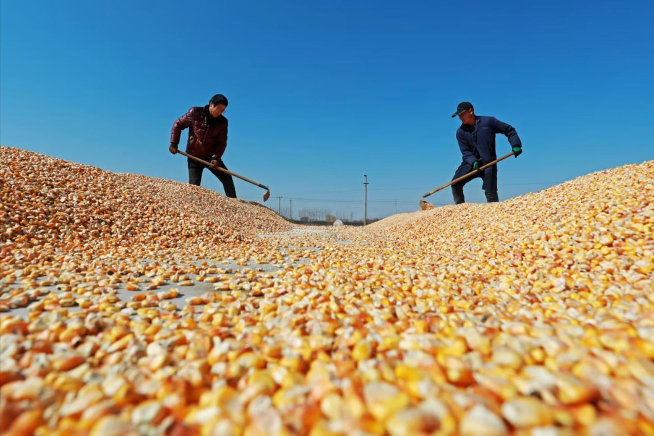 今年玉米供需紧张吗,2023年玉米供需