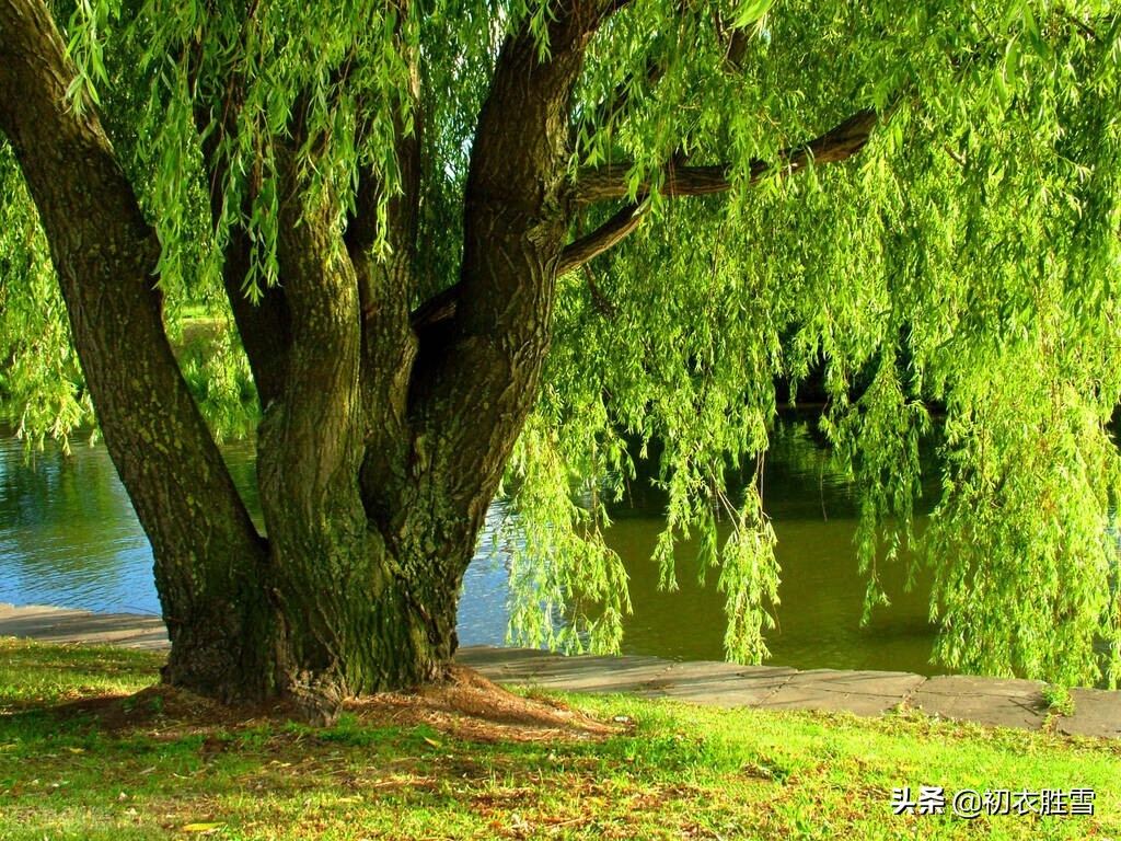 关于夏天柳树的诗句古诗句,关于夏柳树的诗句