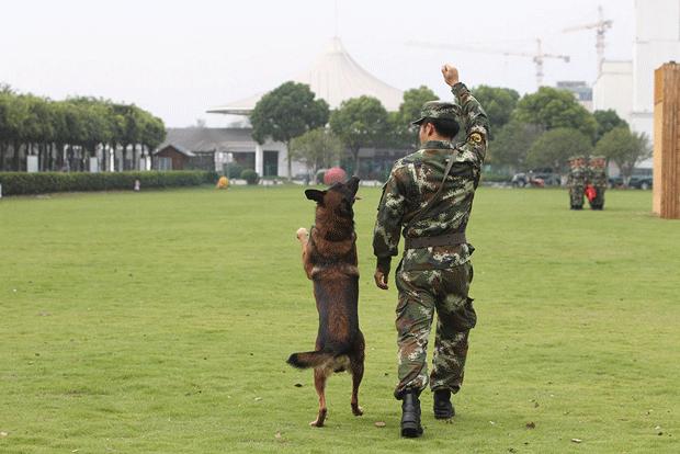 绝对听从主人命令的狗大型犬,既能护卫又能看家的大中型犬