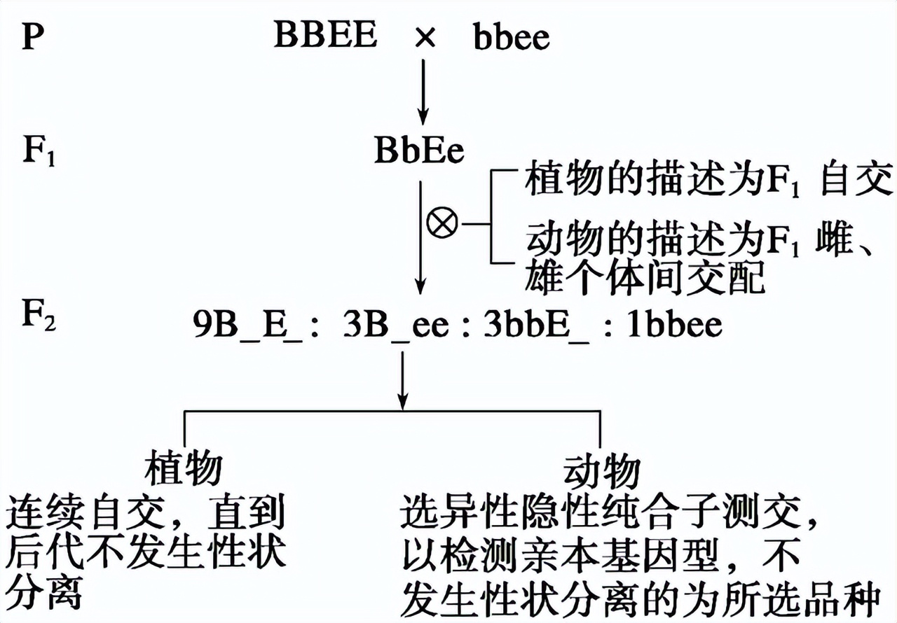 高中生物变异和育种知识点,高中生物变异育种进化思维导图