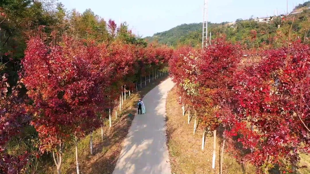 韶关看枫叶的地方,秋天韶关哪里看枫叶最佳