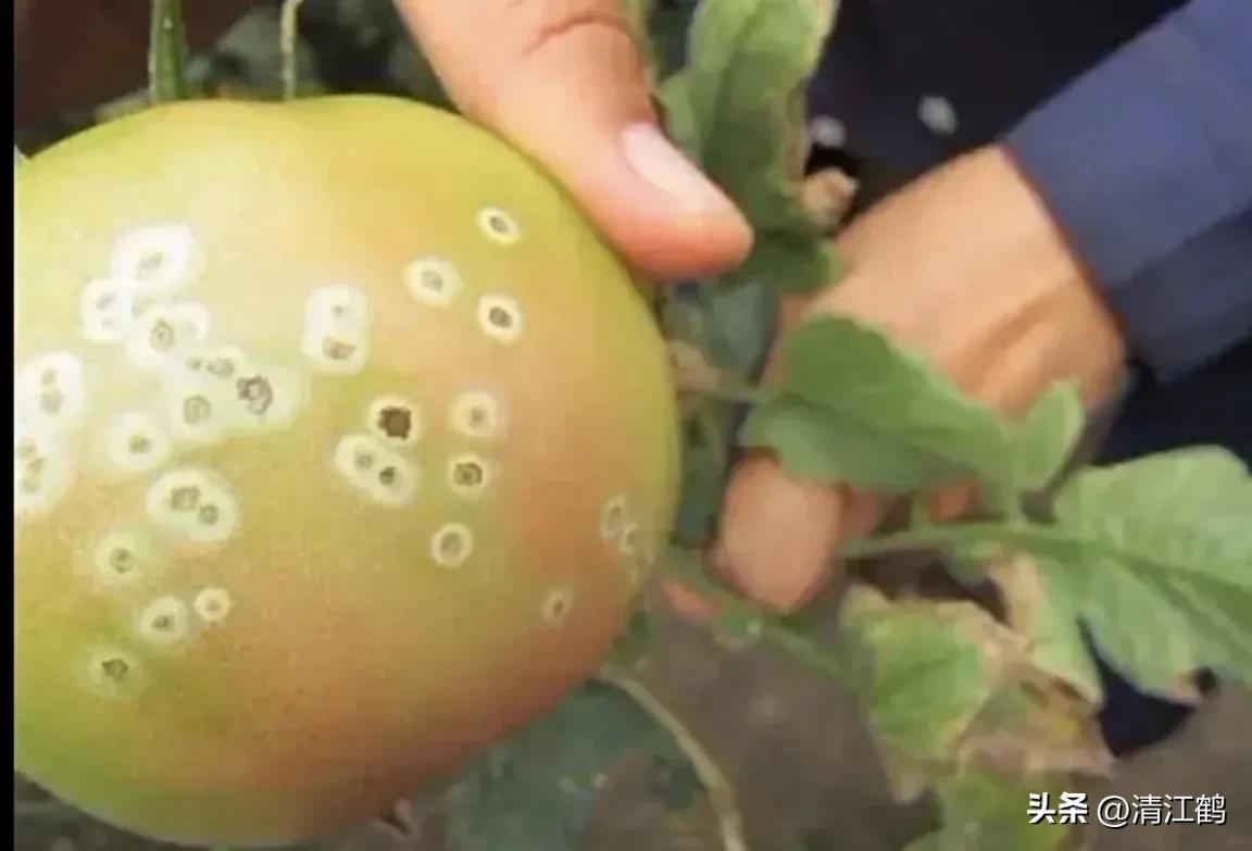 番茄晚疫病物理最佳治疗方法,番茄病虫草害防治