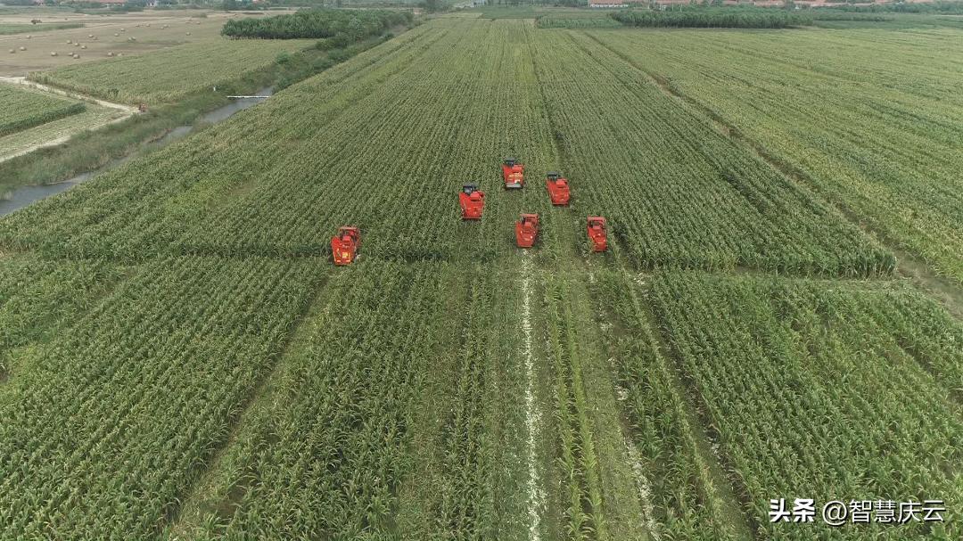 山东高产玉米品种亩产多少公斤,今年农户玉米亩产量