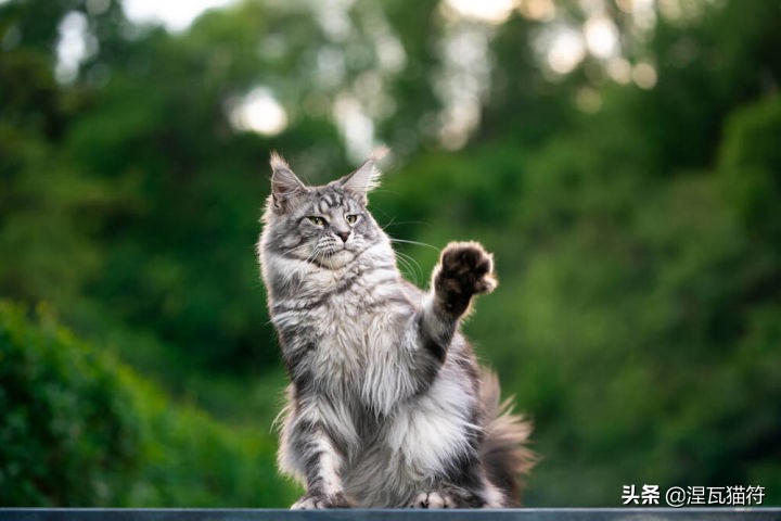 缅因库恩猫银虎斑,缅因猫浅银虎斑