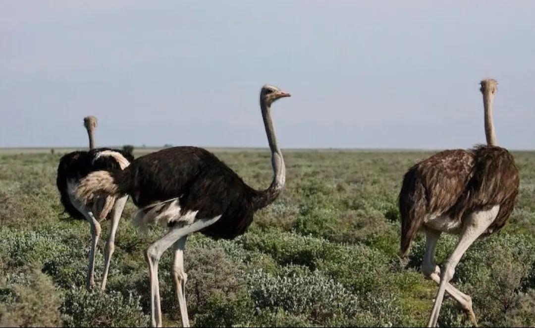 人类历史上的三大巨人,史前世界第一只巨人动物