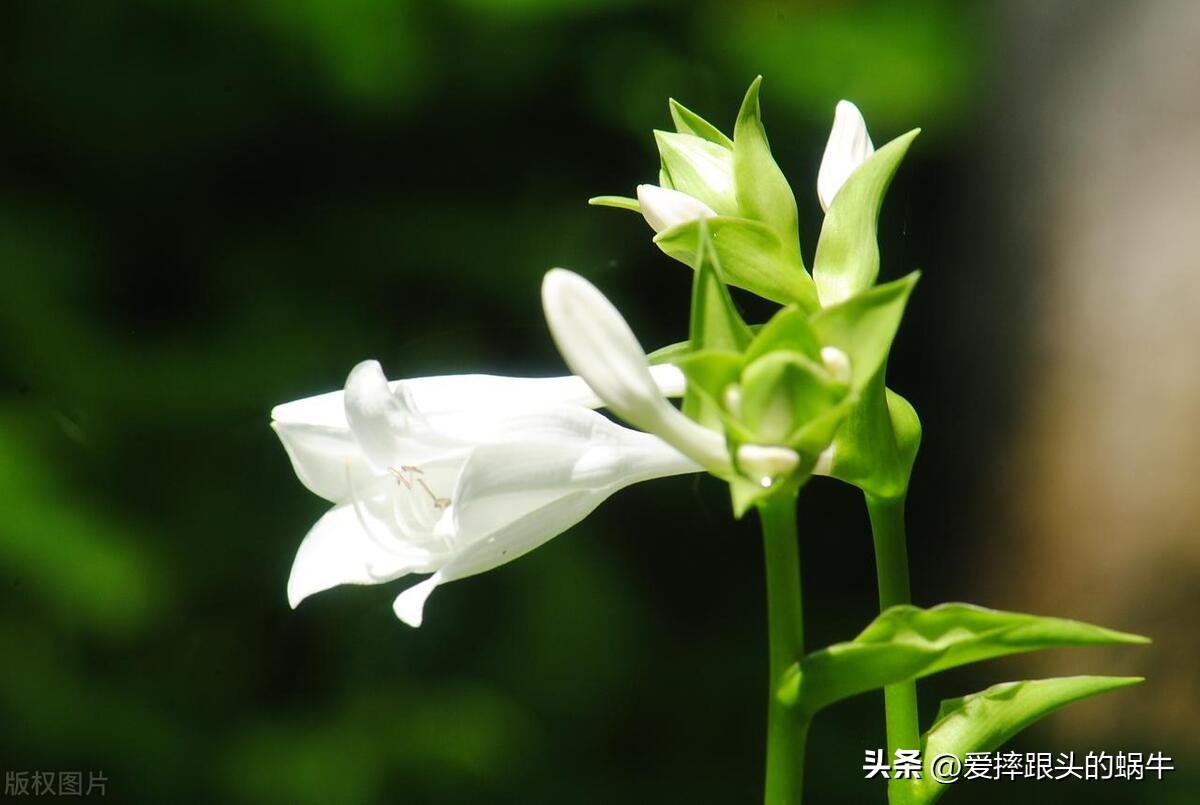 十二花神图谱完整版,工笔画十二花神欣赏