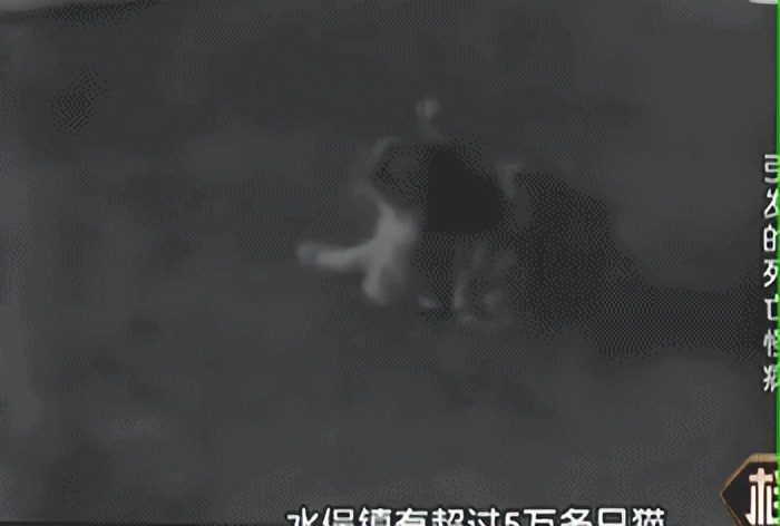 日本猫跳海,日本猫跳海事件