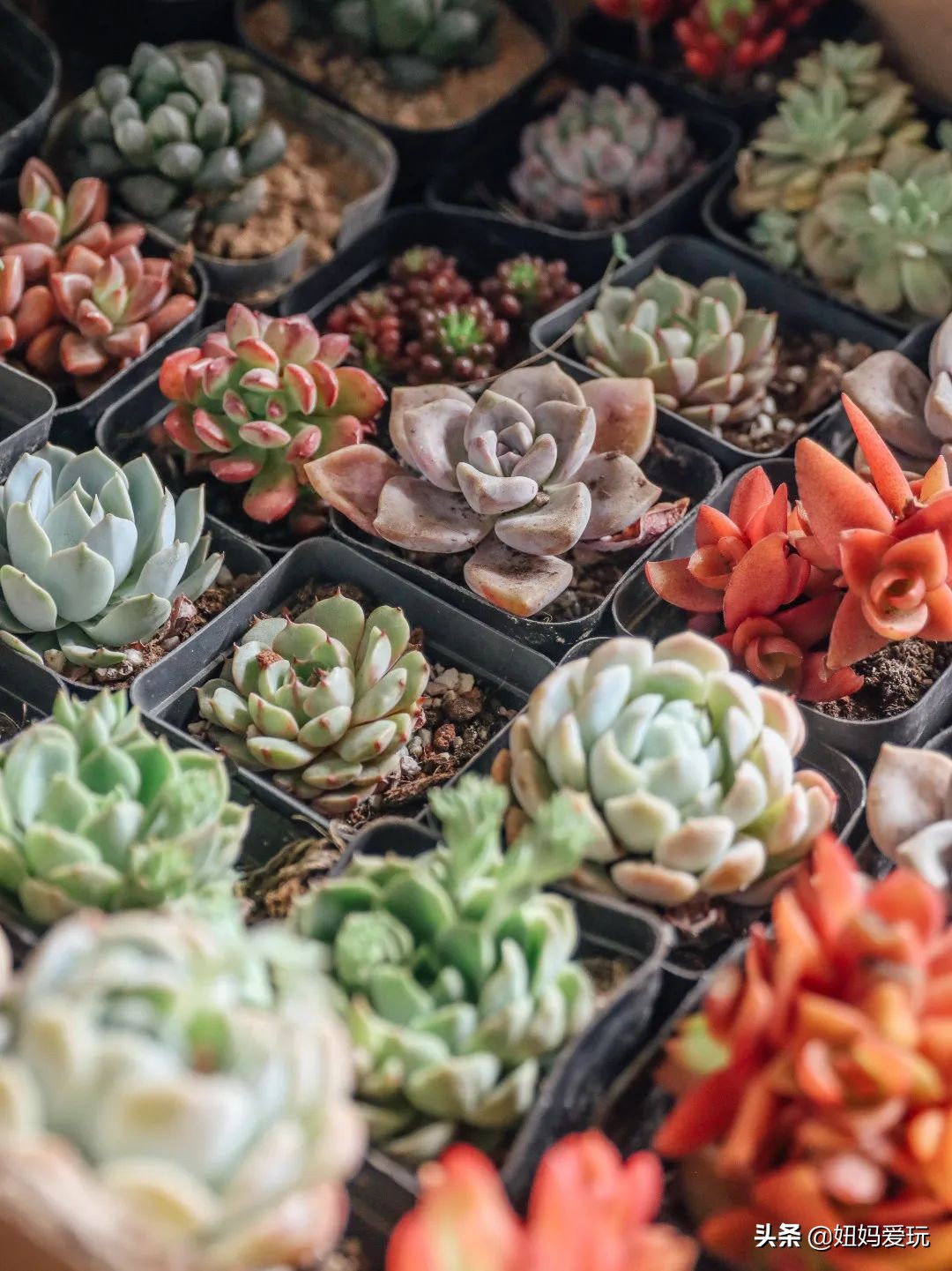 济南市市中区花鸟鱼虫市场在哪里,济南凤凰山花鸟鱼虫市场