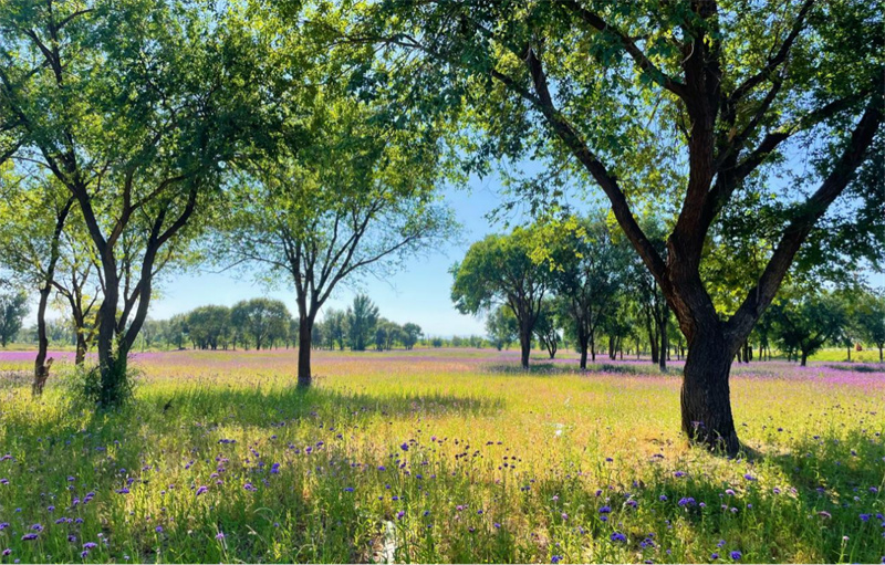 敕勒川生态谷,敕勒川草原生态谷项目