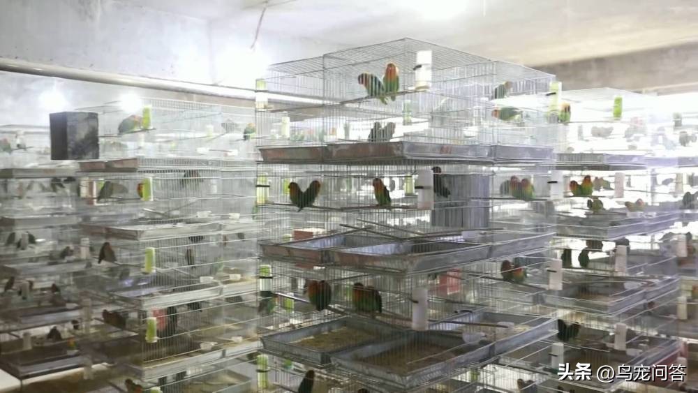 虎皮鹦鹉神仙水,鹦鹉用什么水最好