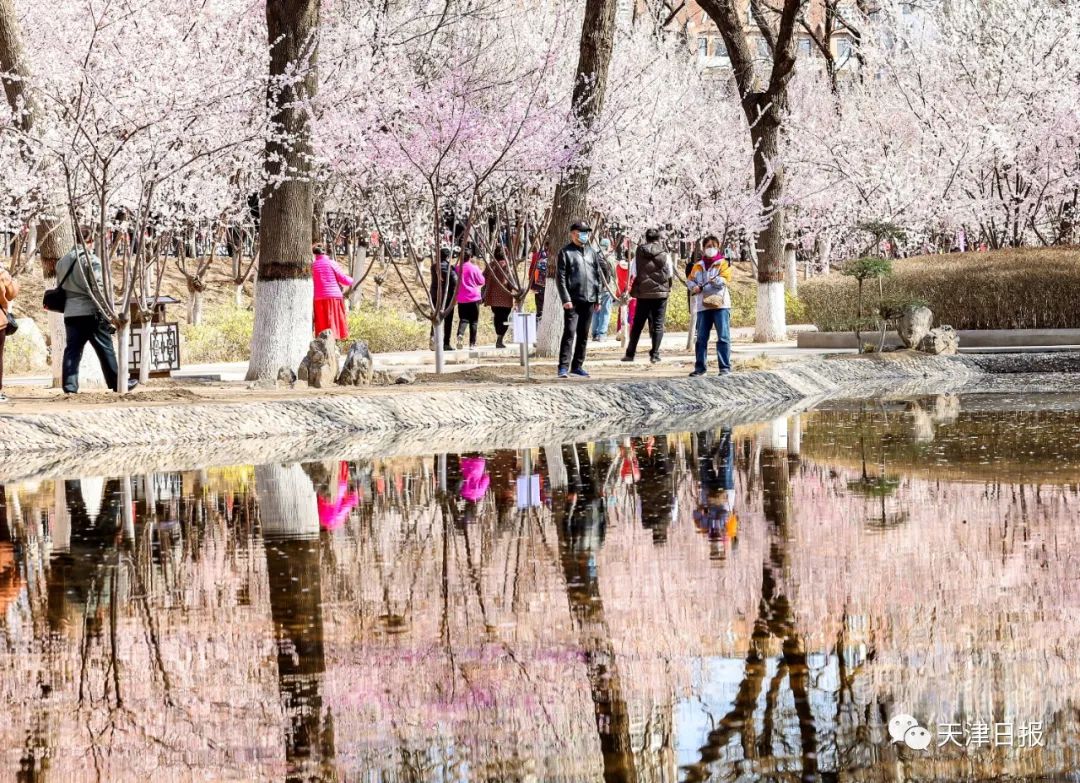 天津桃花堤桃花花期多长时间,天津运河桃花节时间表