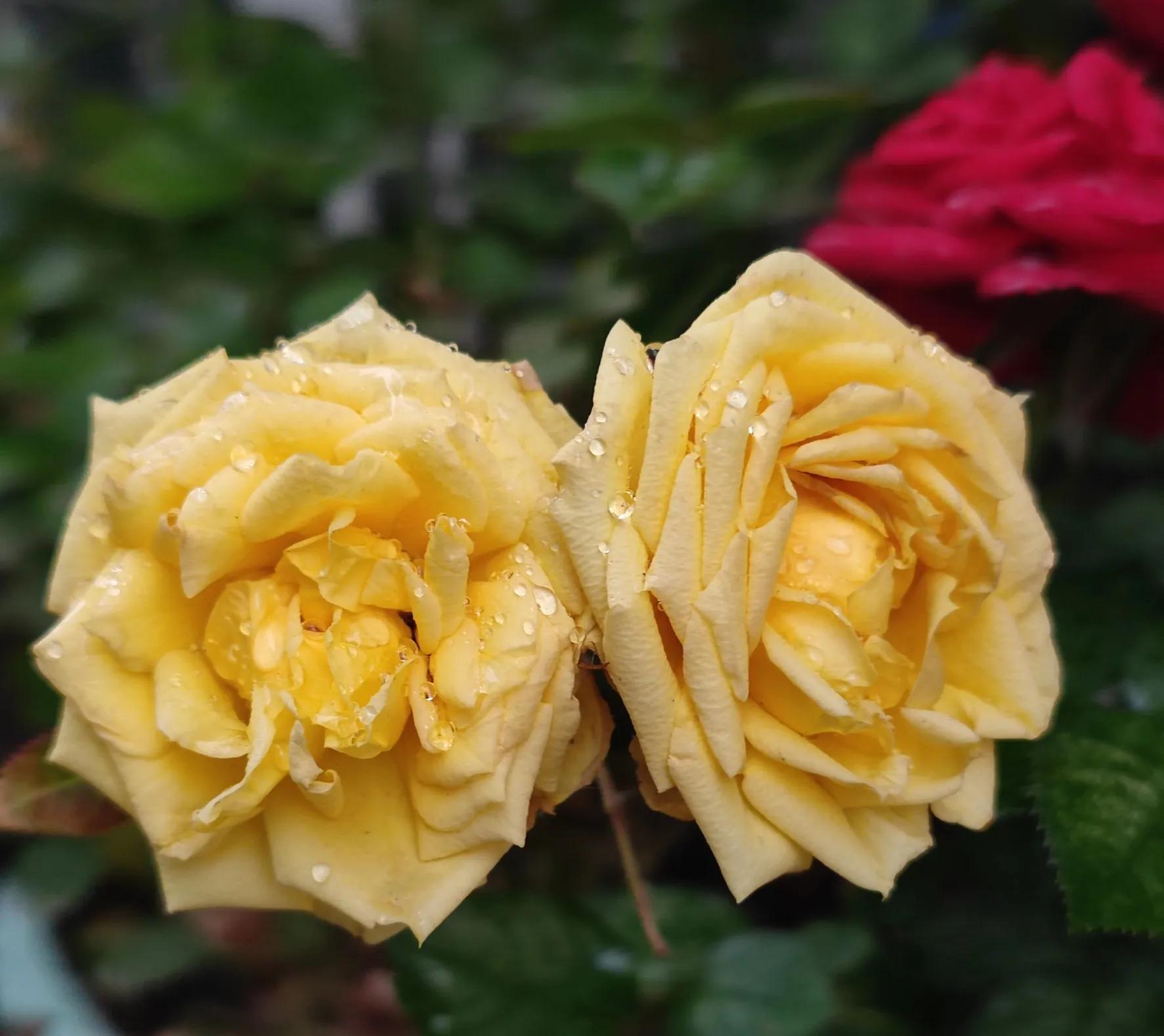 优秀作文友谊开头结尾摘抄万能,优秀作文友情类700字