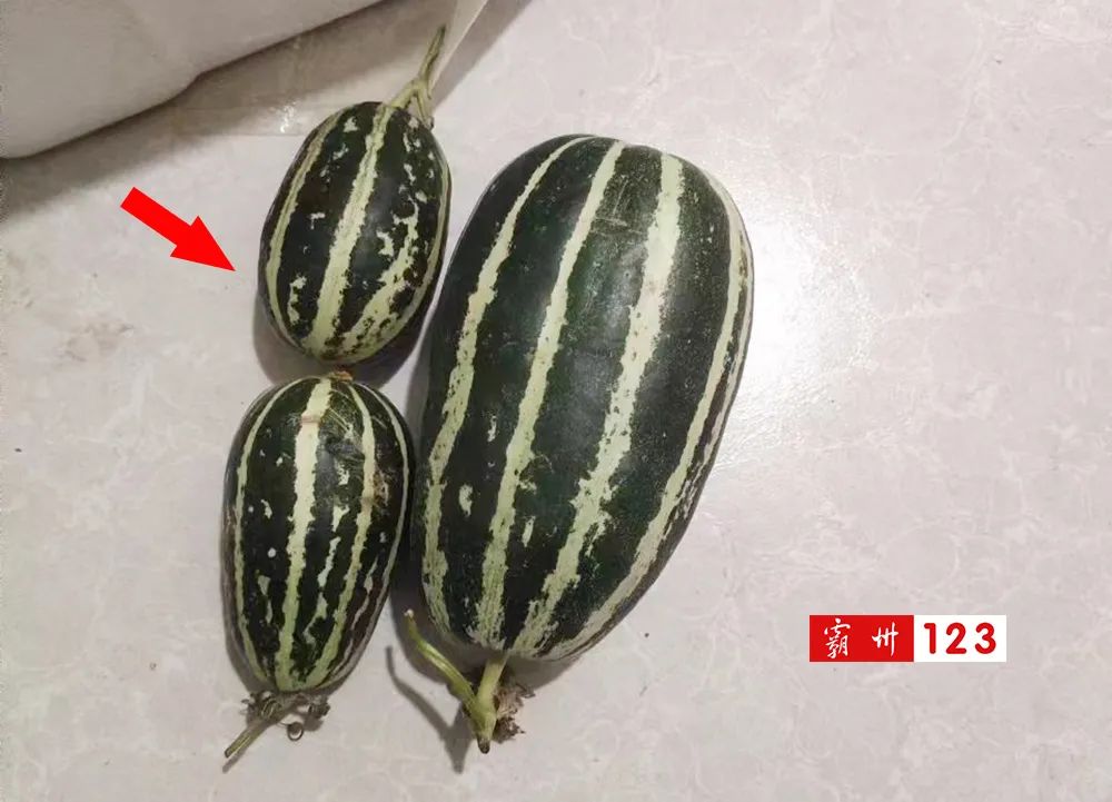 真长见识了！霸州街头买甜瓜，一层接着一层“大惊喜”