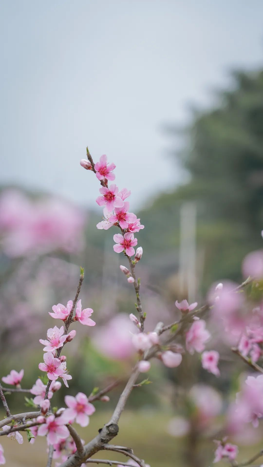 今日开通高铁,快上车流程