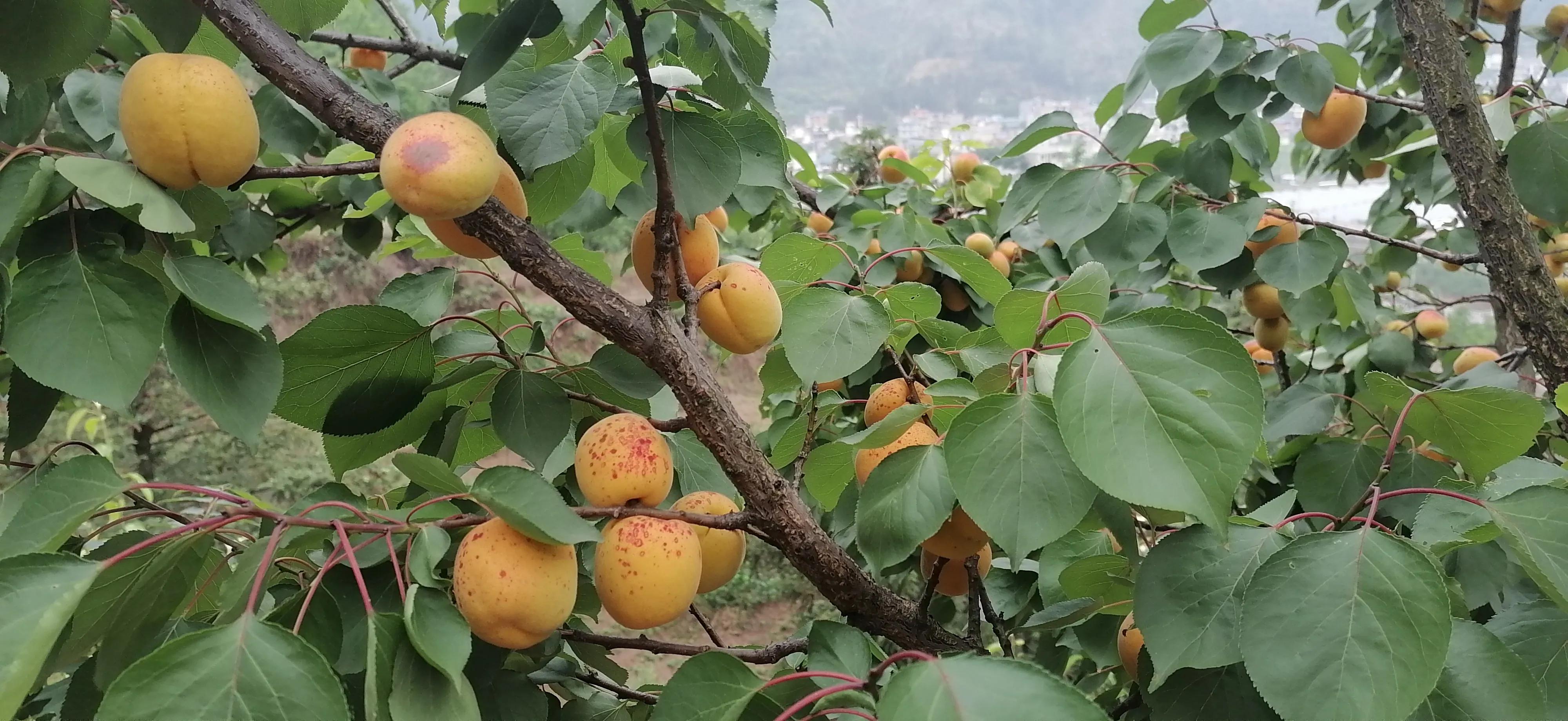 为什么水果产地会降价卖,水果产地为什么这么便宜