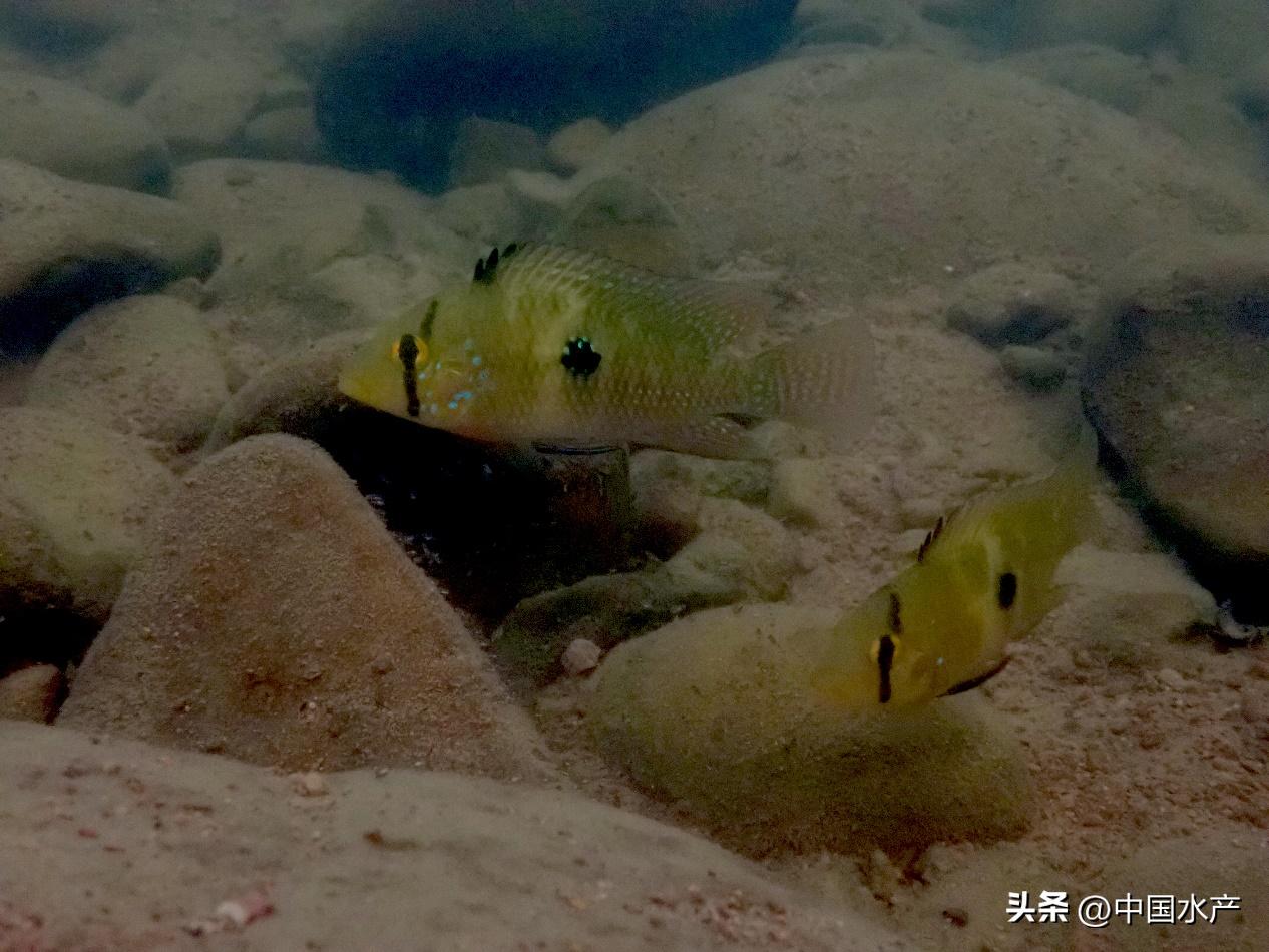 水生外来物种入侵防控工作方案,水生动物防疫