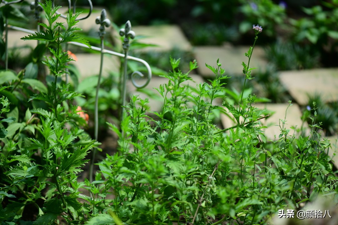 看到你的花园那么惨，我就安心了|园丁