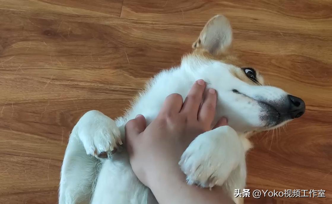 做视频显卡重要还是cpu重要,电脑是显卡重要还是cpu重要