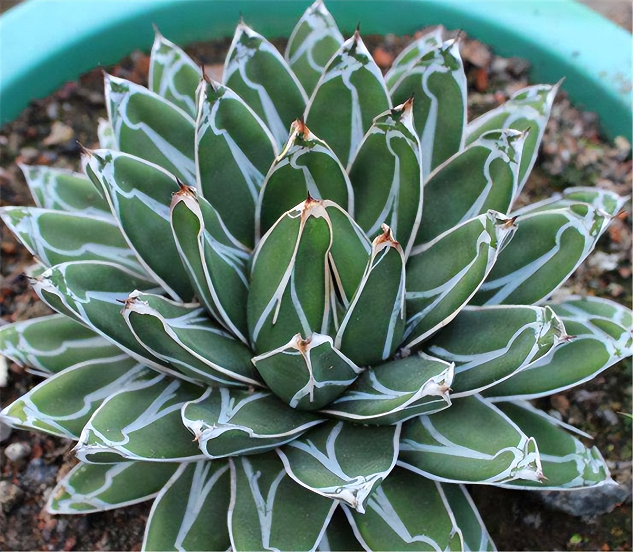 切割6类“多肉”要戴手套，植物汁液“有毒”，容易过敏，小心养