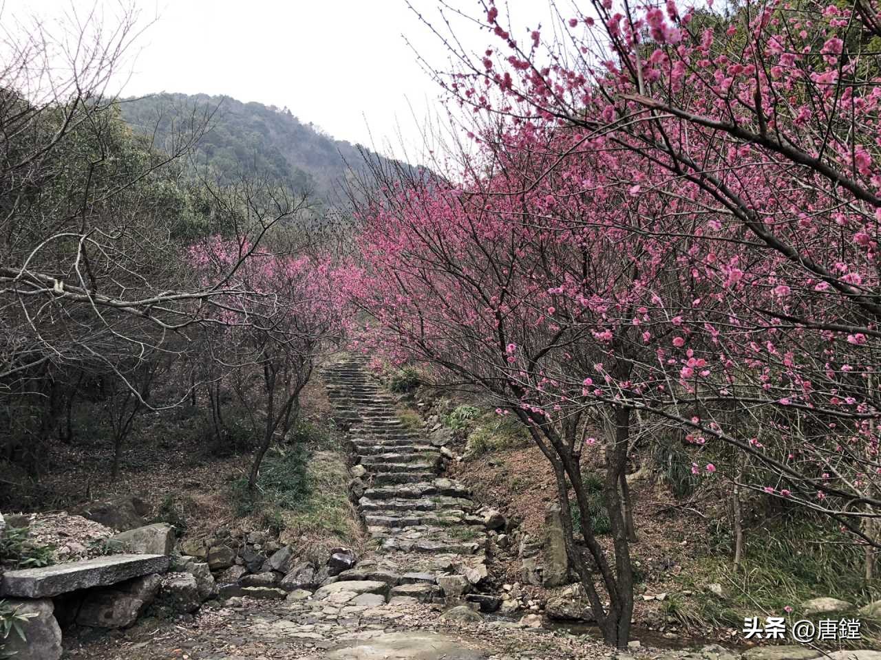 五磊寺的十里梅花径:追寻诗意仙境的心灵之旅