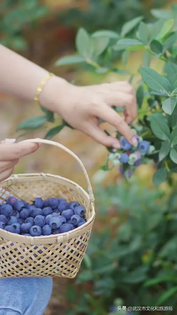 端午江夏旅游攻略,端午节江夏哪儿玩