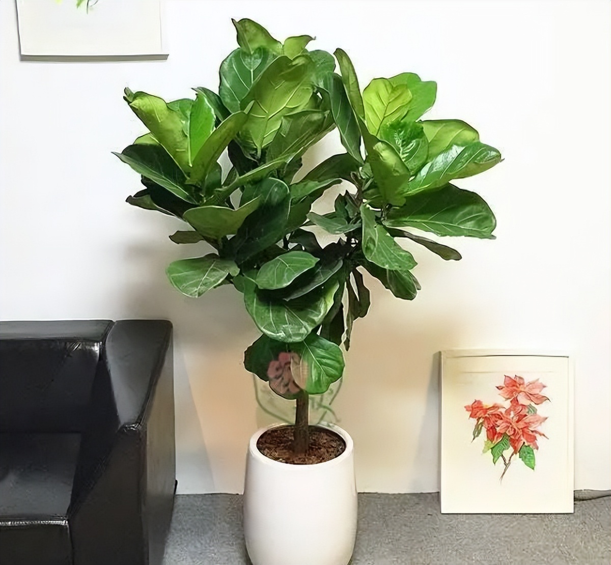 家里好养的绿植最新最流行的,家里好养的绿植推荐