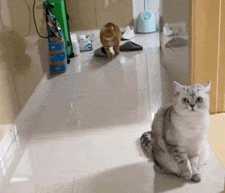 常见猫咪生病前的六种症状,猫咪新手必看的10个生病迹象