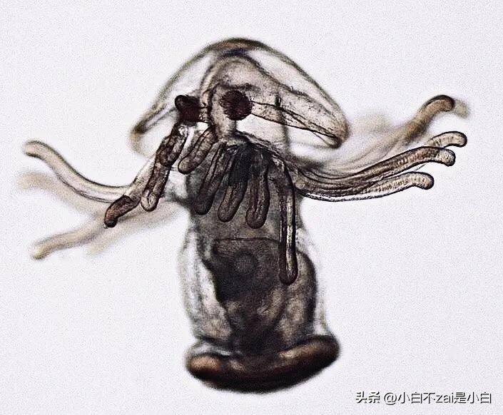 显微镜观察昆虫脸视频,昆虫在显微镜下的真正面目