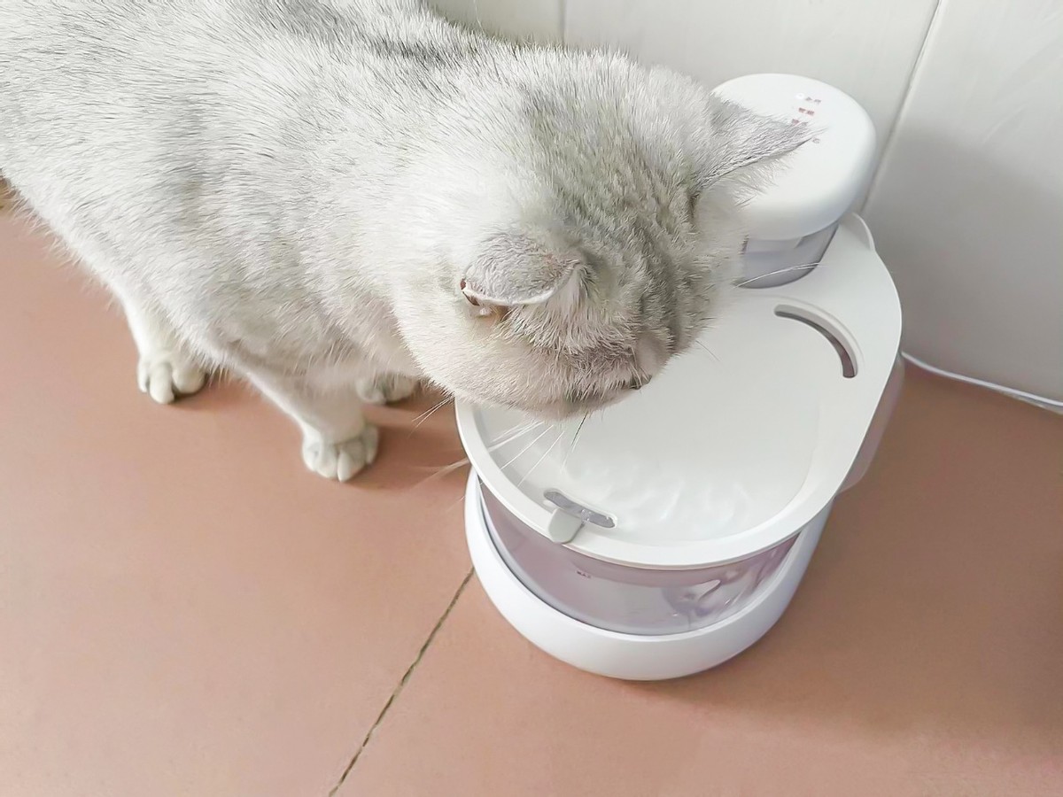 各种品牌宠物自动饮水机测评,安全宠物饮水机测评