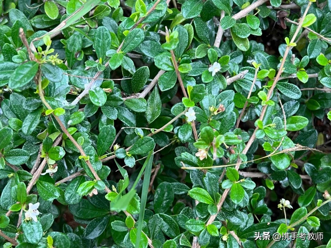 植物树的生长特点及习性,植物种植讲解
