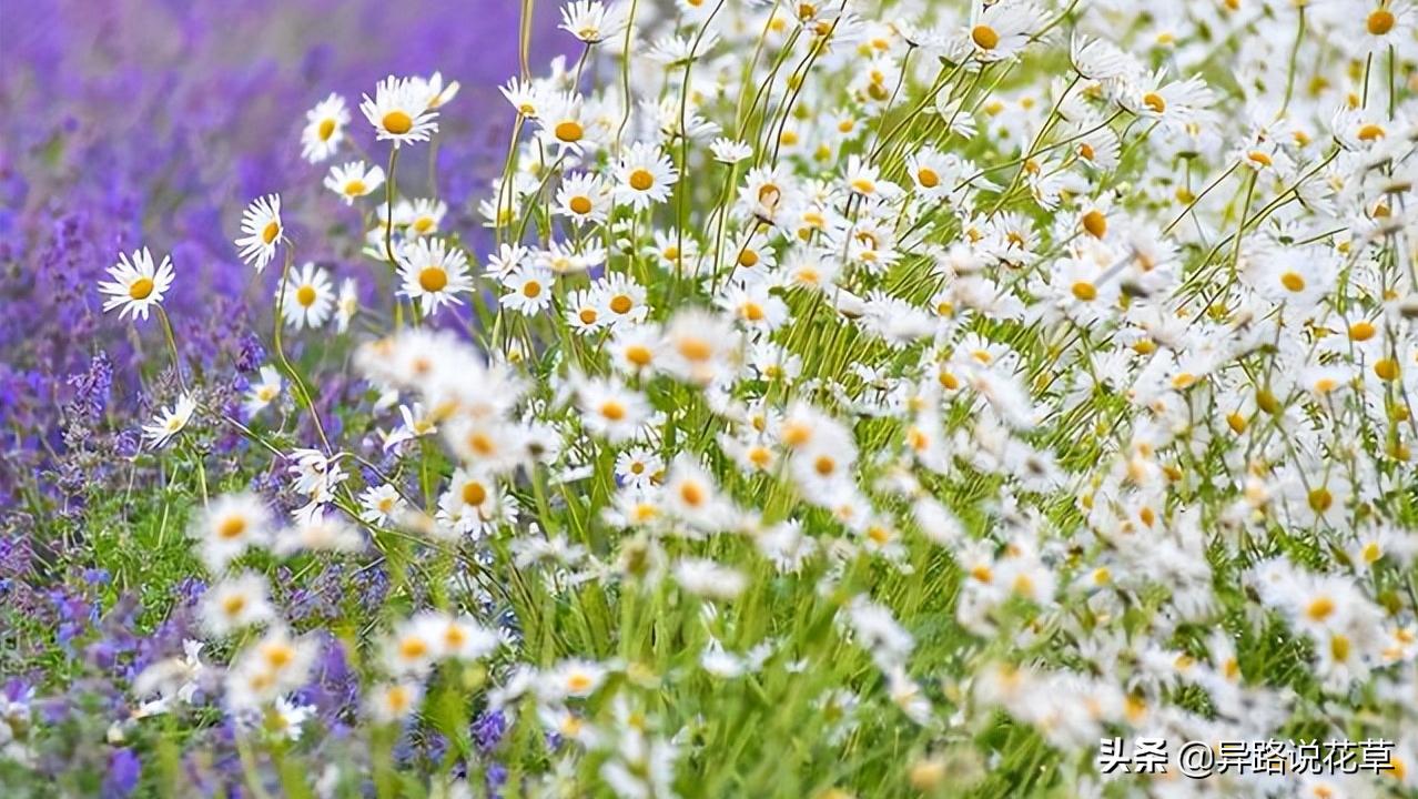 洋甘菊花骨朵,洋甘菊花语逆境生长
