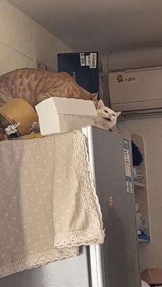 70万网友在线围观我家猫猫“搞黄色”：越看越上头，越看越变态