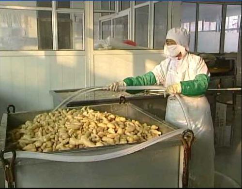 山东男子创办生姜加工厂,男子种植生姜带头致富