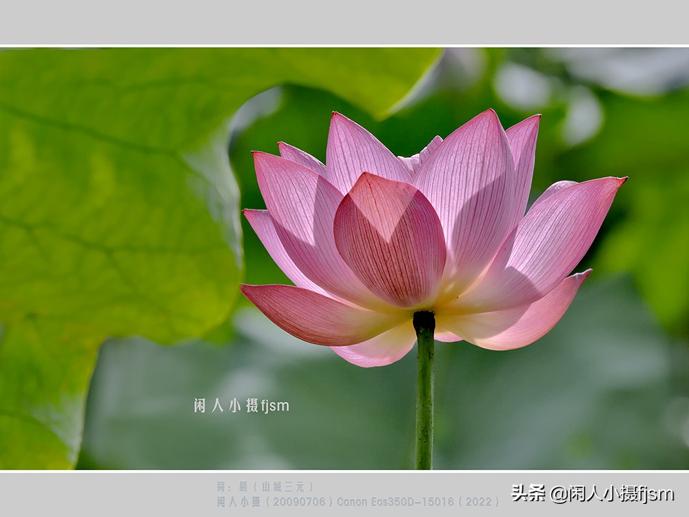 把荷花拍高级的摄影技巧,摄影荷花的拍摄技巧