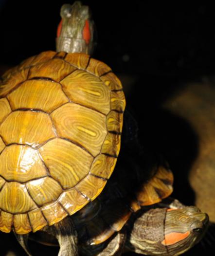 巴西龟一个脚肿腐烂死了怎么办,巴西龟有腐甲迹象怎么办