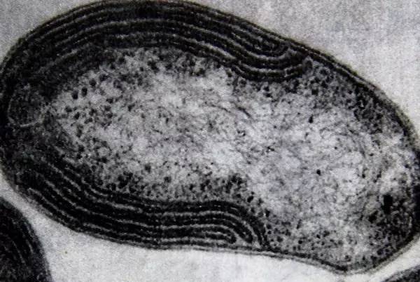 鱼缸里滑滑的是硝化细菌吗,鱼缸加盐会破坏硝化细菌吗