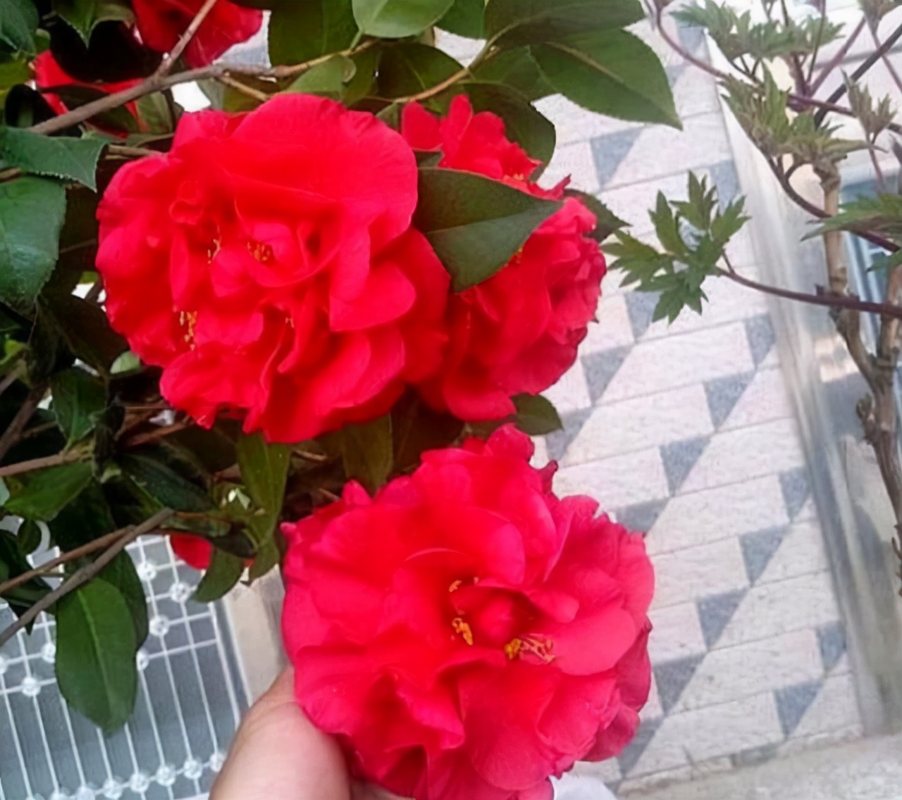 克瑞墨大牡丹花期,克瑞墨雪中开花