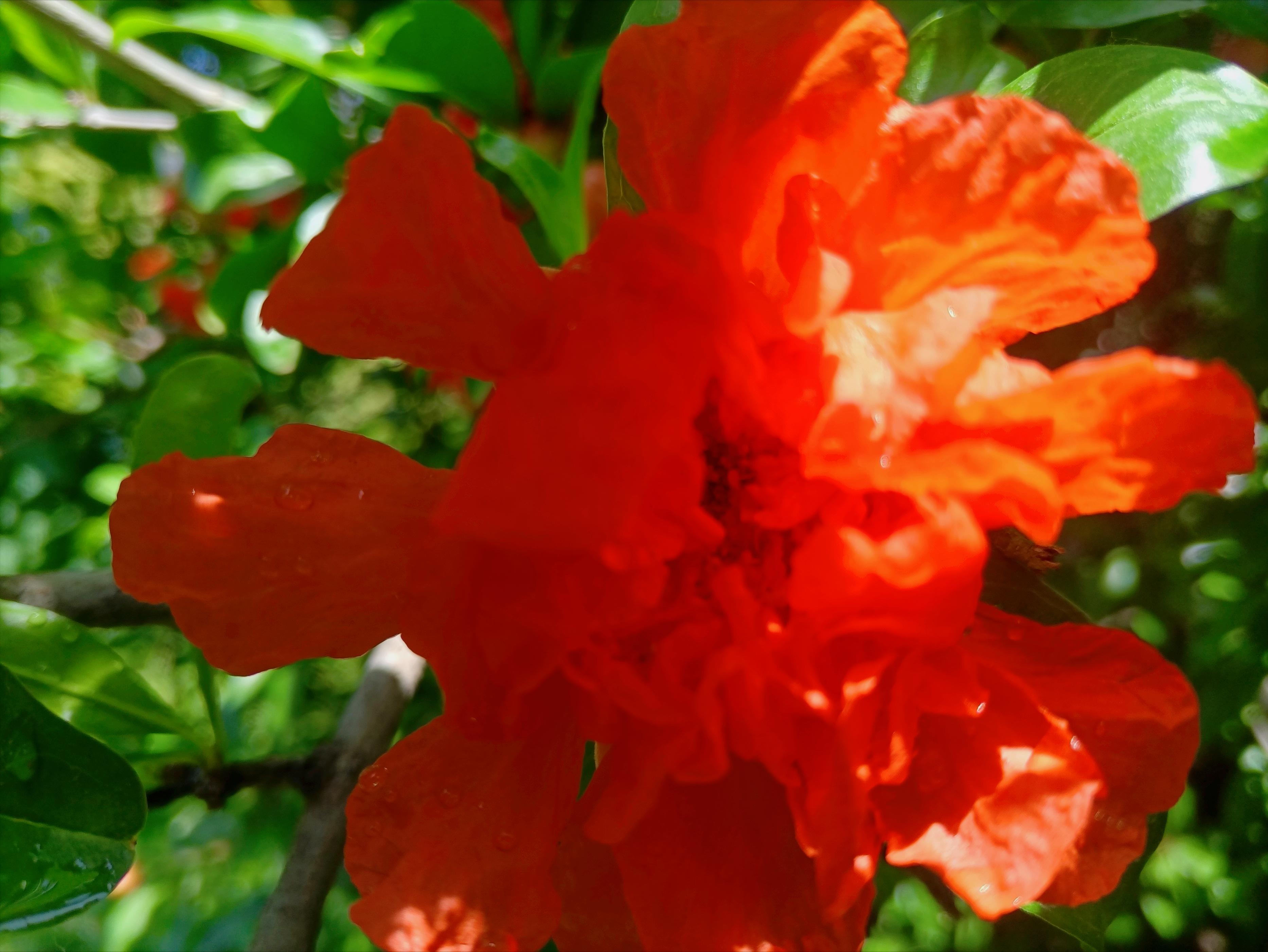 五月石榴花开的唯美诗句,关于石榴花的美文和诗句