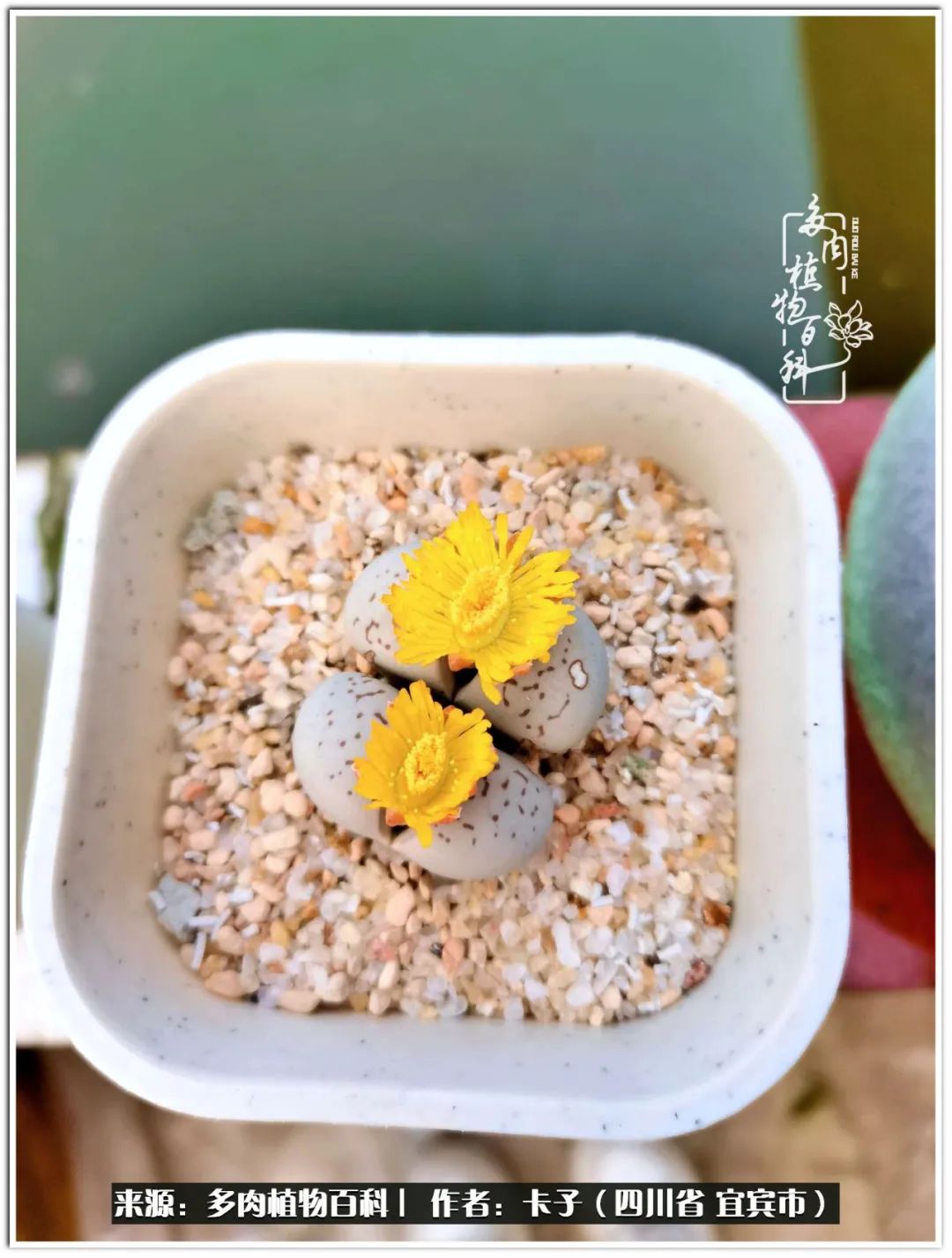 送我一轮明月文案,送我一轮明月