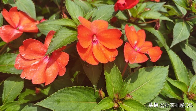 凤仙花指甲笔官方旗舰店,凤仙花歌曲