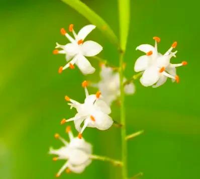 小小花朵——非洲天门冬