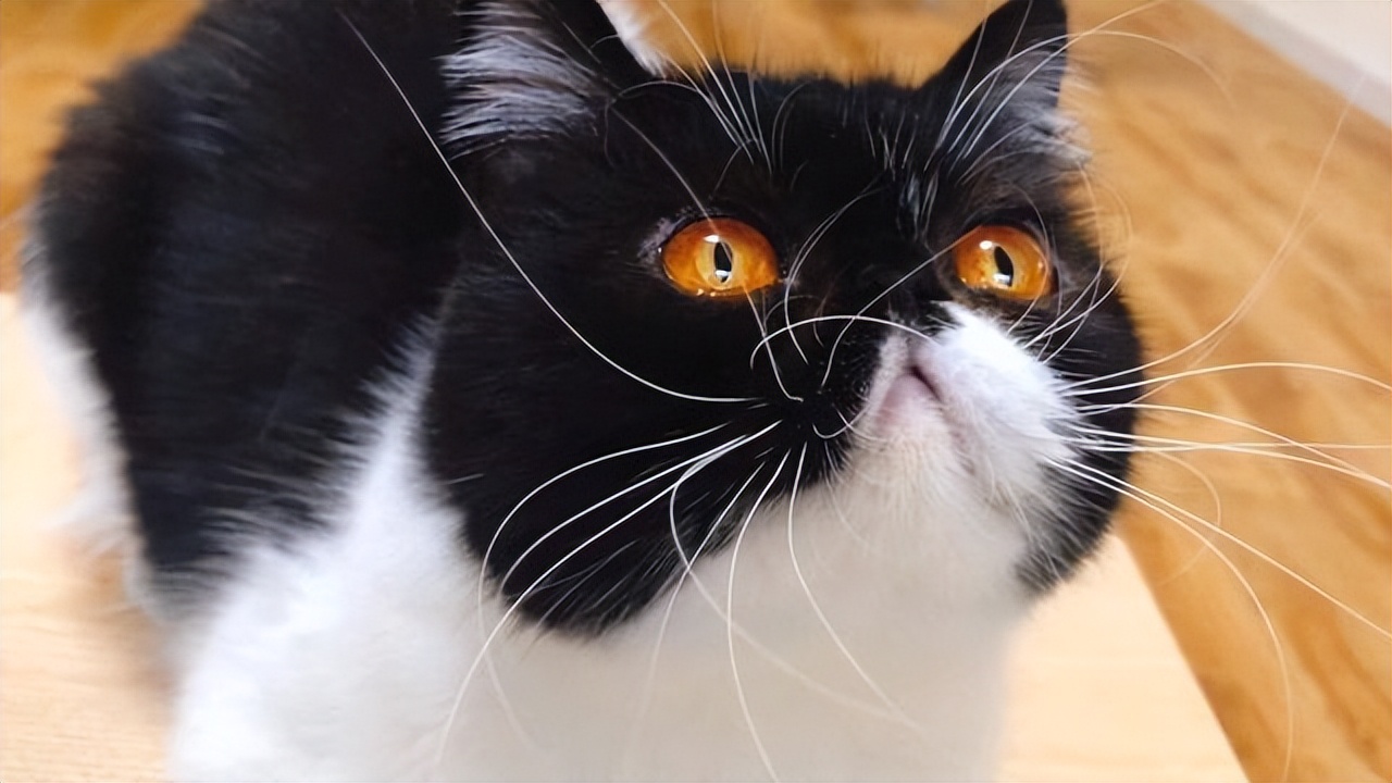 猫咪的胡子正常是怎样的,猫咪的胡须小知识