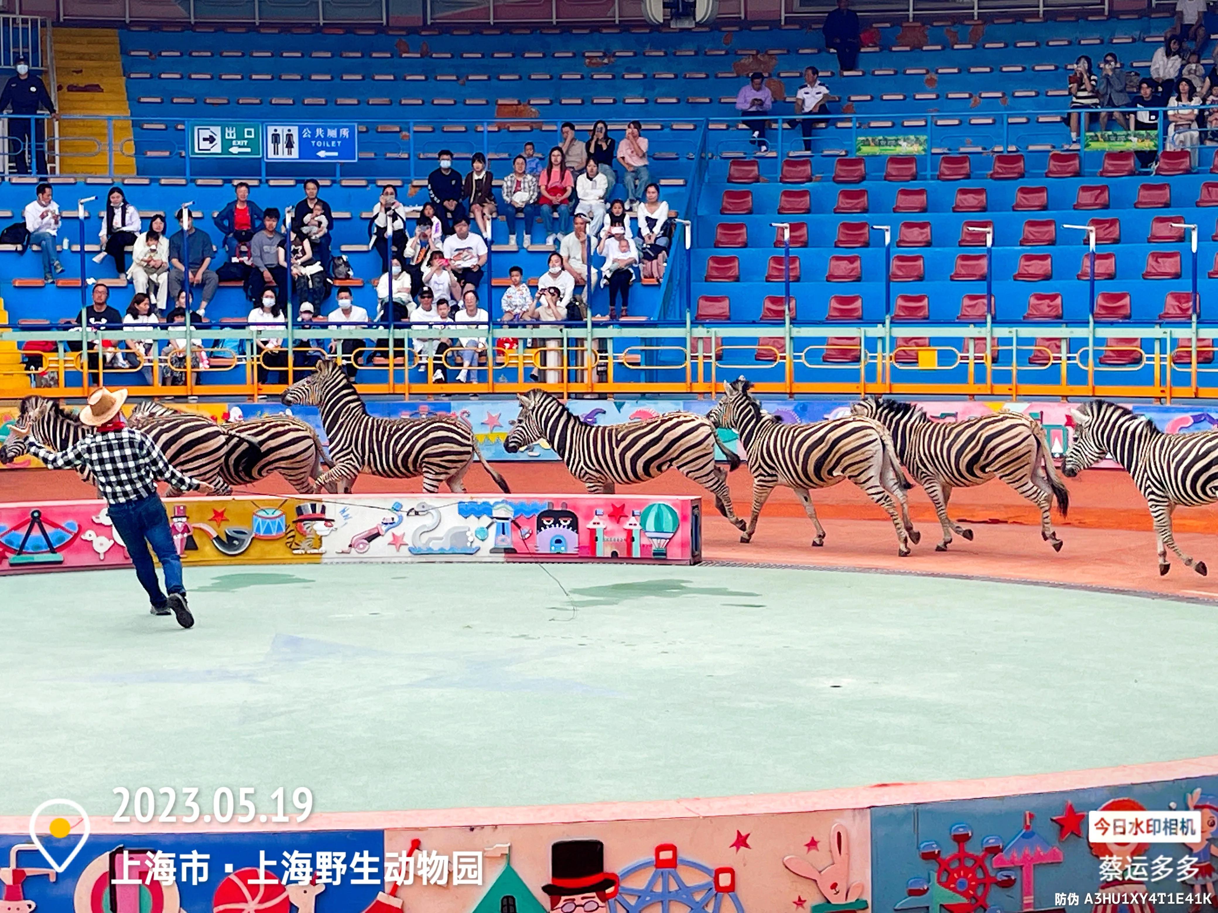 我喜爱的动物是小猫,什么动物招人喜爱