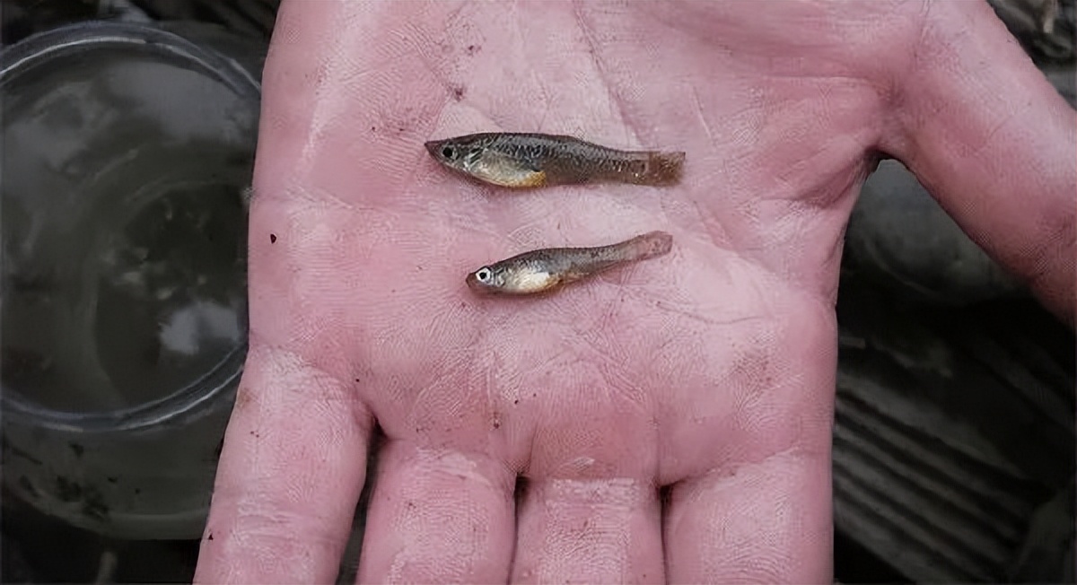 一天能灭2千只蚊子，曾被各国争抢，如今却泛滥成灾，该咋办？