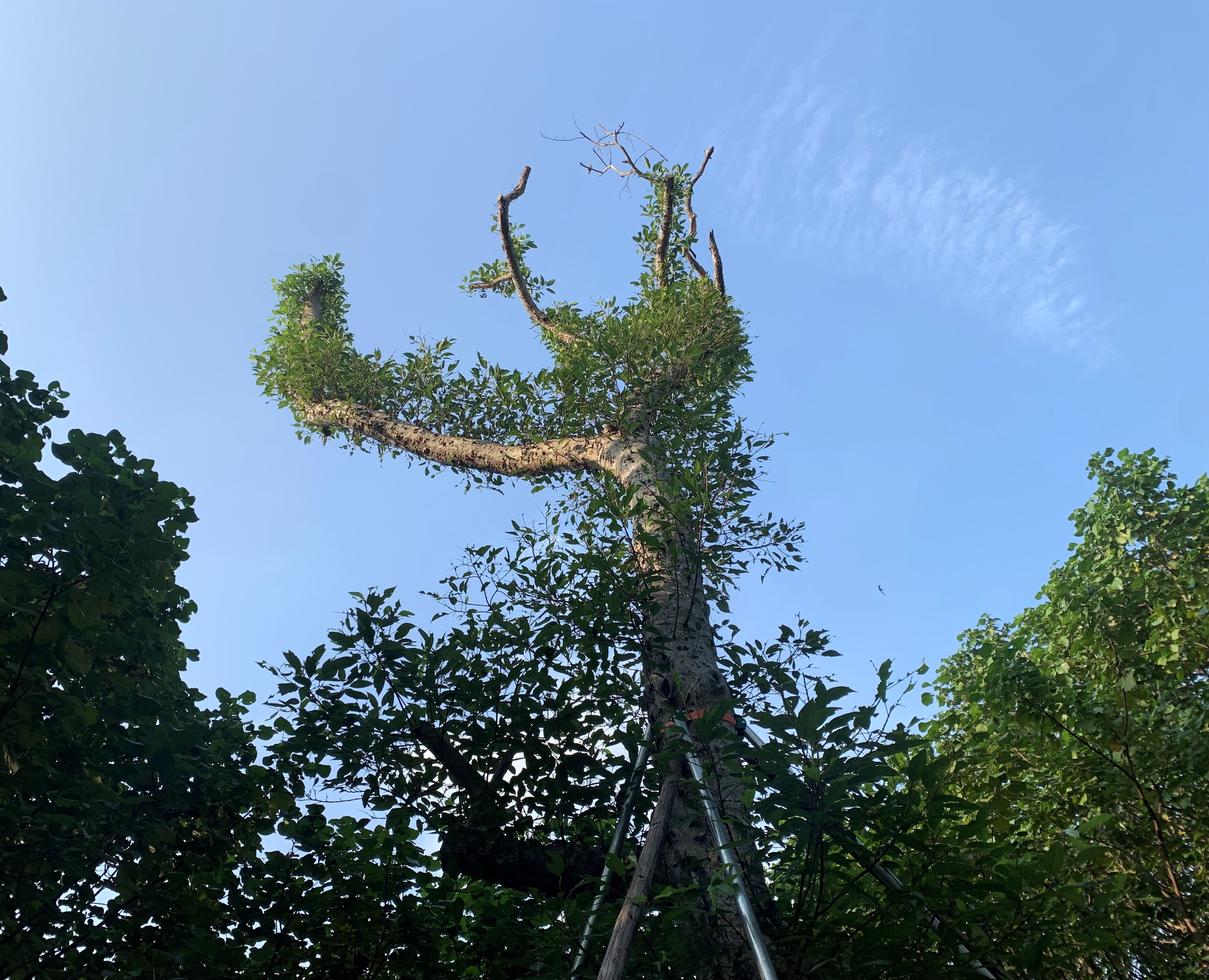 大夫山一日游自由行,大夫山一日游周记