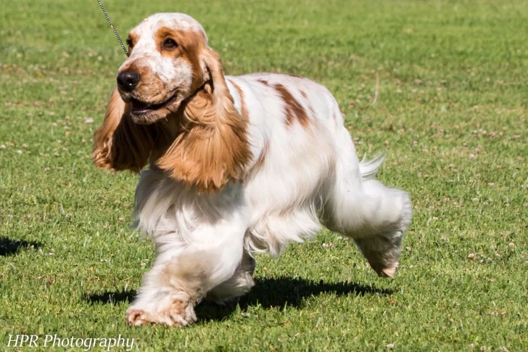 拉布拉多赛级犬怎么训练,天选之狗匹配度