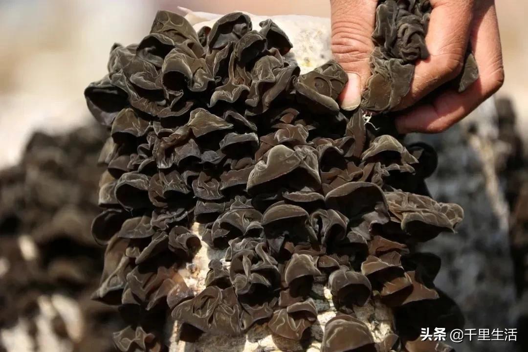 “素中之荤、素珍之王”，东北黑木耳，隔三差五吃一顿，脆嫩好吃