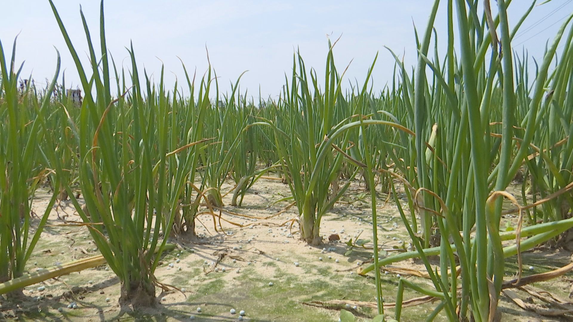 盘活闲置农房推进乡村振兴,盘活土地资源助推乡村振兴